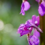 martins_wood_orchid1